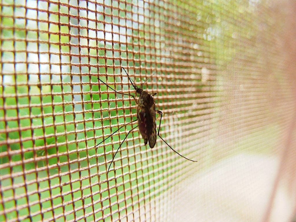 Backyard Mosquito Control in Port Washington